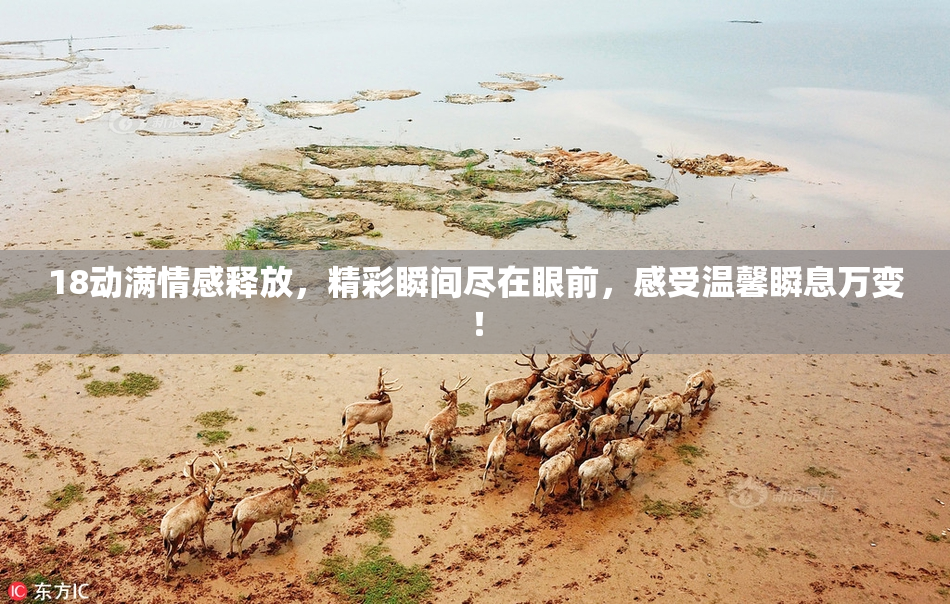 18动满情感释放，精彩瞬间尽在眼前，感受温馨瞬息万变！