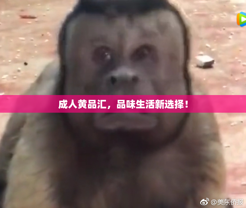 成人黄品汇，品味生活新选择！