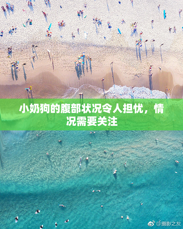 小奶狗的腹部状况令人担忧，情况需要关注