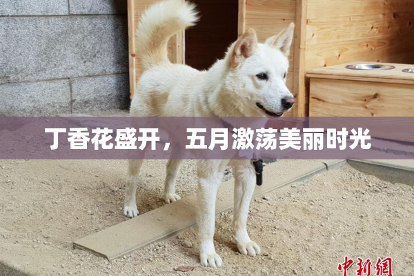 丁香花盛开，五月激荡美丽时光