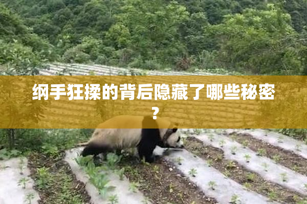 纲手狂揉的背后隐藏了哪些秘密？