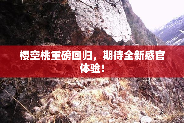 樱空桃重磅回归，期待全新感官体验！