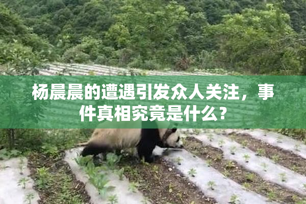 杨晨晨的遭遇引发众人关注，事件真相究竟是什么？