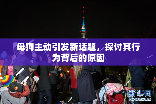 母狗主动引发新话题，探讨其行为背后的原因