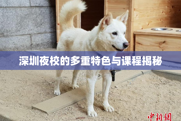 深圳夜校的多重特色与课程揭秘