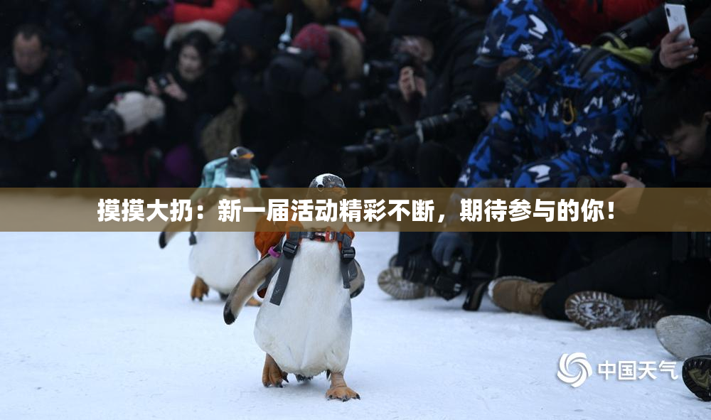摸摸大扔：新一届活动精彩不断，期待参与的你！