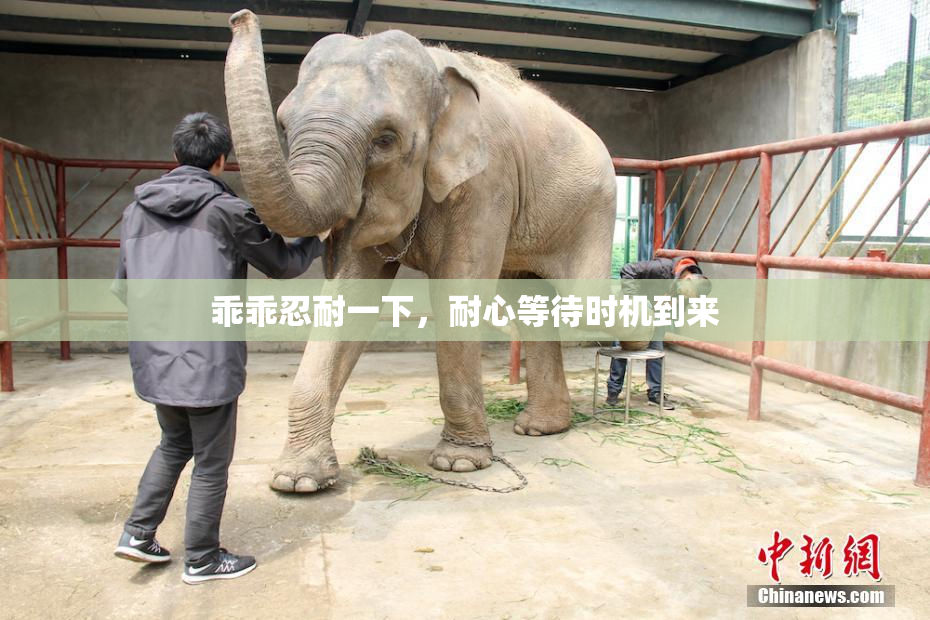 乖乖忍耐一下，耐心等待时机到来