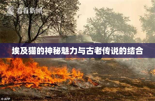 埃及猫的神秘魅力与古老传说的结合