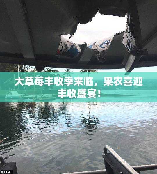 大草莓丰收季来临，果农喜迎丰收盛宴！