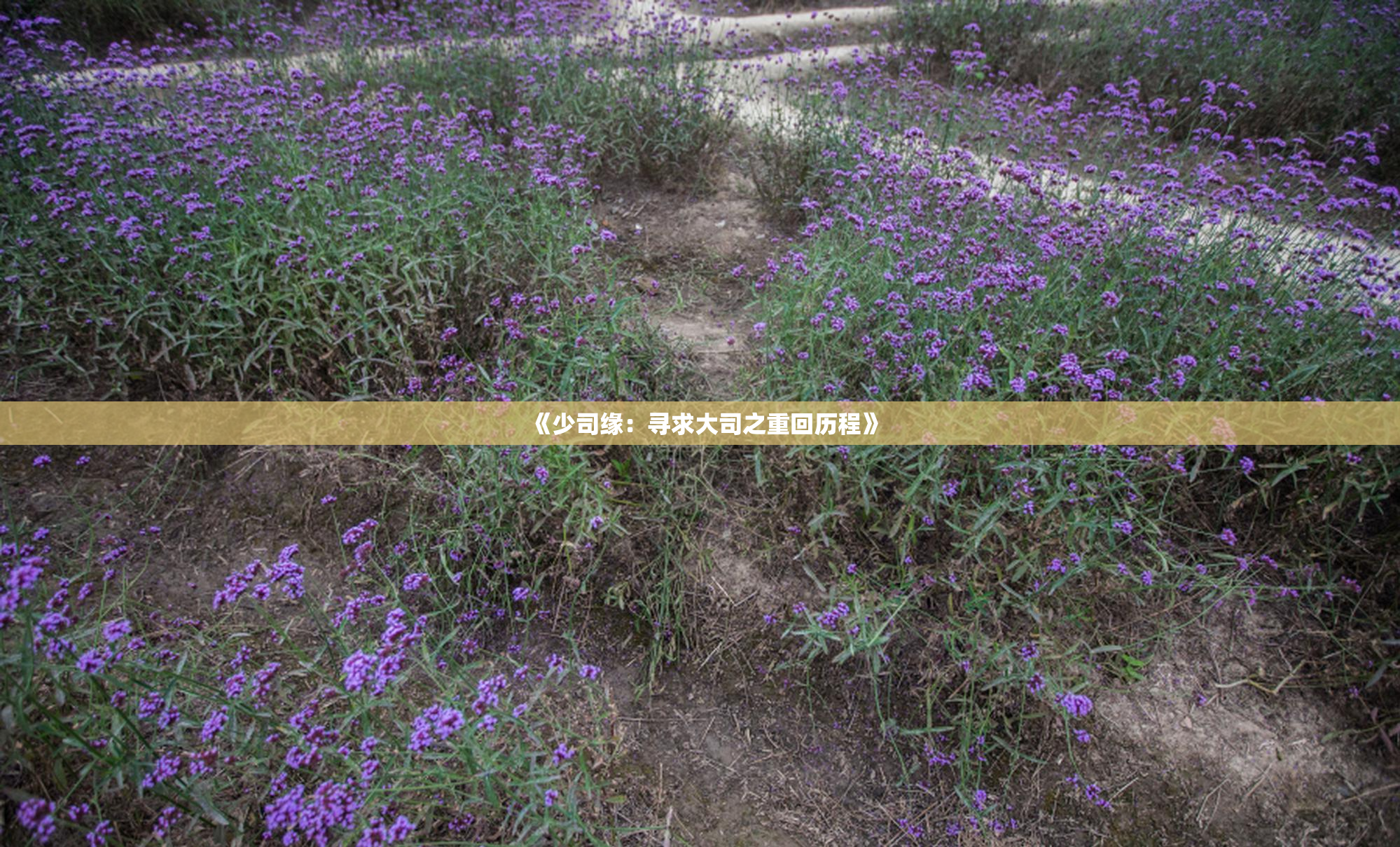 《少司缘：寻求大司之重回历程》