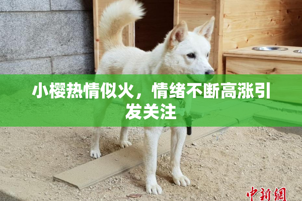 小樱热情似火，情绪不断高涨引发关注