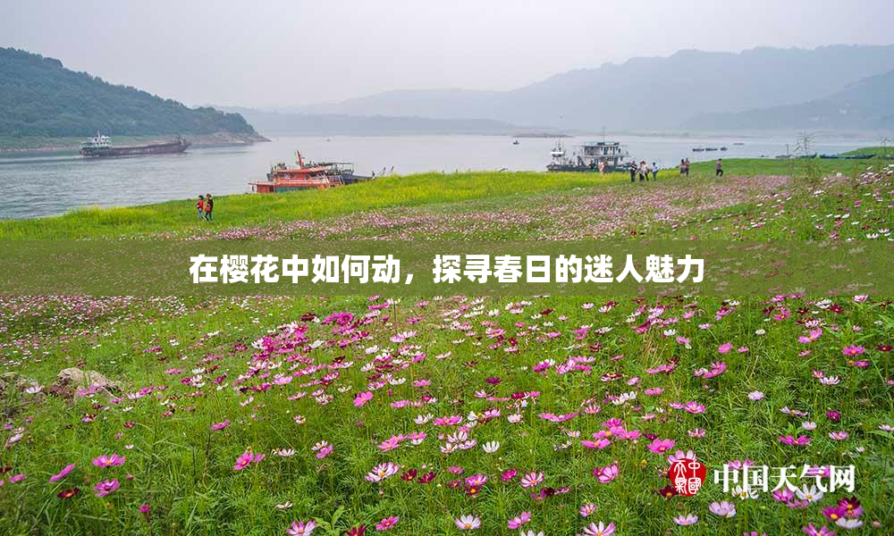 在樱花中如何动，探寻春日的迷人魅力