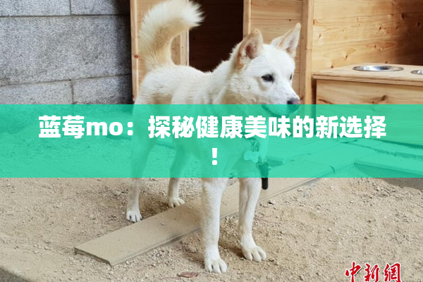 蓝莓mo：探秘健康美味的新选择！