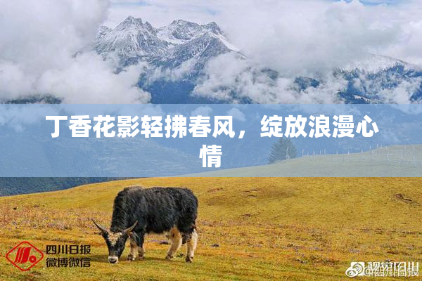 丁香花影轻拂春风，绽放浪漫心情