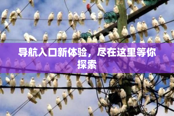 导航入口新体验，尽在这里等你探索