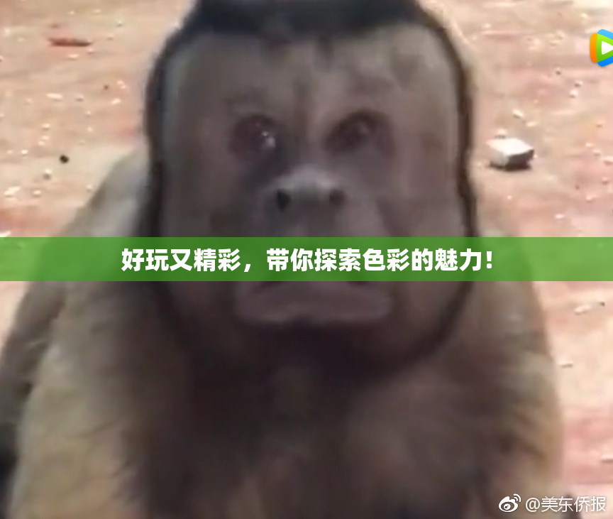 好玩又精彩，带你探索色彩的魅力！