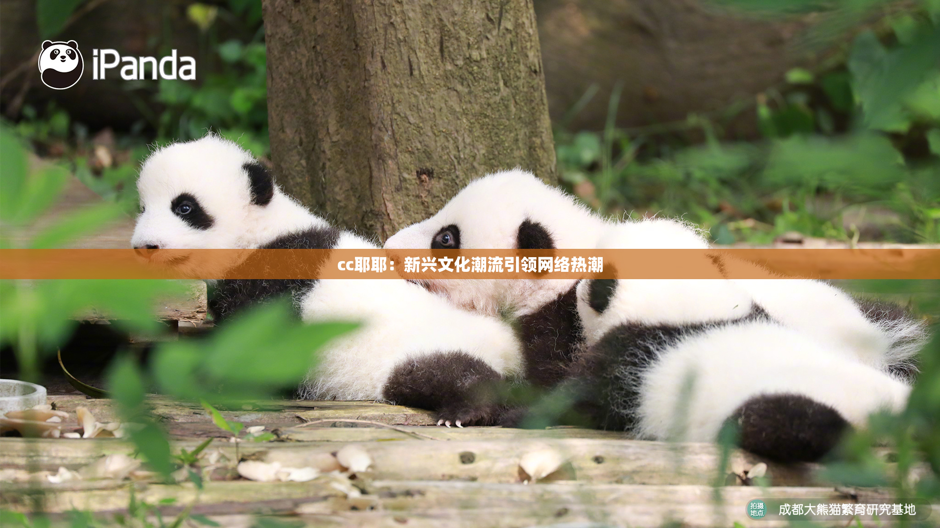 cc耶耶：新兴文化潮流引领网络热潮