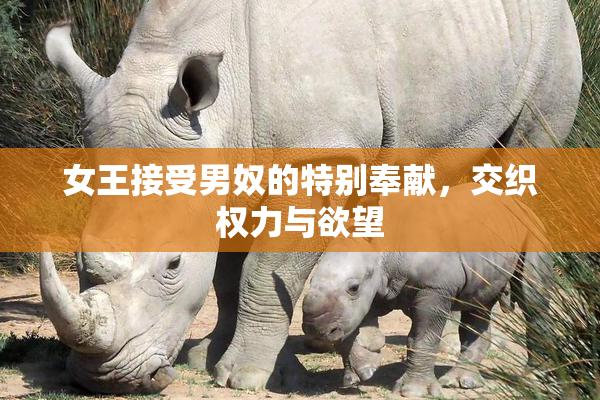女王接受男奴的特别奉献，交织权力与欲望