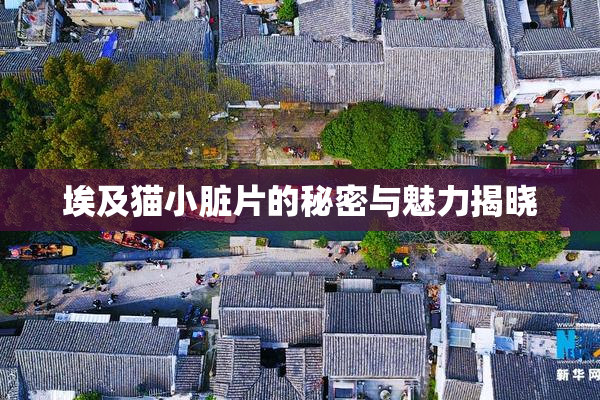 埃及猫小脏片的秘密与魅力揭晓