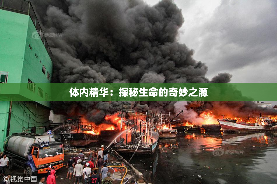 体内精华：探秘生命的奇妙之源