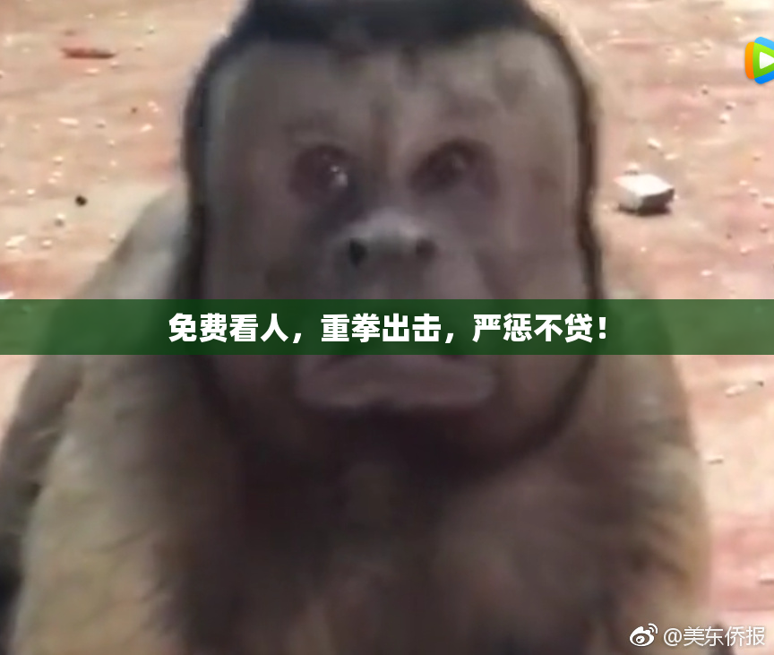 免费看人，重拳出击，严惩不贷！