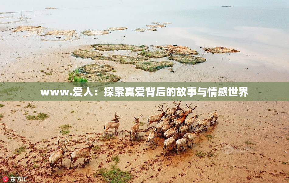www.爱人：探索真爱背后的故事与情感世界