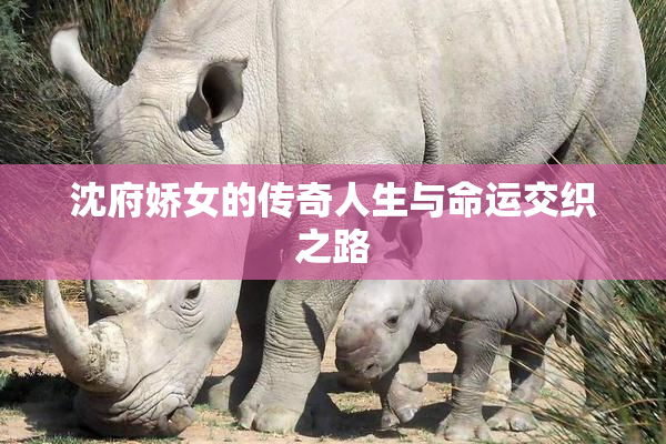 沈府娇女的传奇人生与命运交织之路