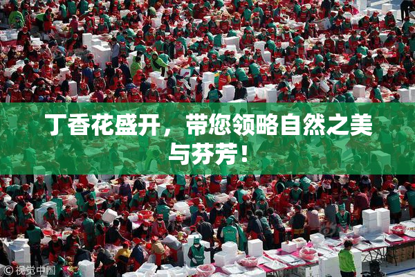 丁香花盛开，带您领略自然之美与芬芳！