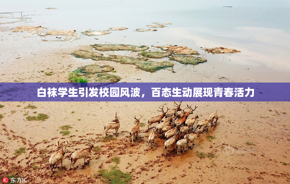 白袜学生引发校园风波，百态生动展现青春活力
