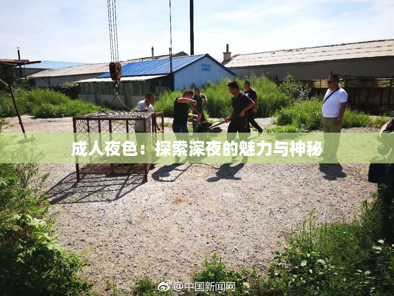 成人夜色：探索深夜的魅力与神秘