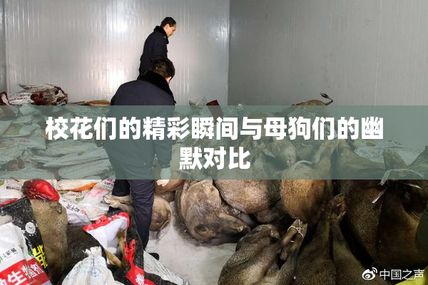 校花们的精彩瞬间与母狗们的幽默对比