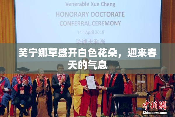 芙宁娜草盛开白色花朵，迎来春天的气息