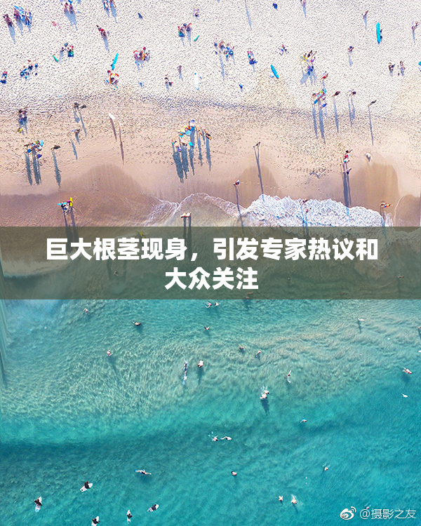 巨大根茎现身，引发专家热议和大众关注