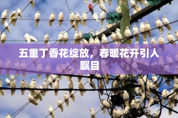 五重丁香花绽放，春暖花开引人瞩目