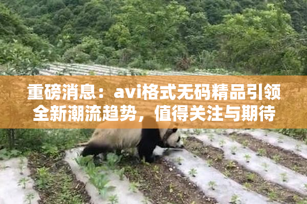 重磅消息：avi格式无码精品引领全新潮流趋势，值得关注与期待