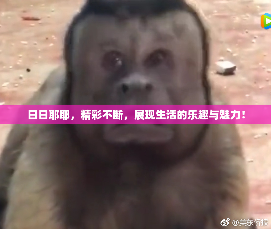 日日耶耶，精彩不断，展现生活的乐趣与魅力！