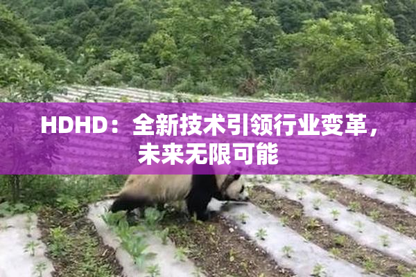 HDHD：全新技术引领行业变革，未来无限可能