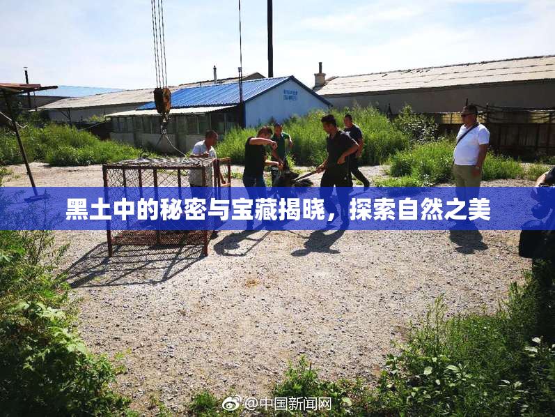 黑土中的秘密与宝藏揭晓，探索自然之美