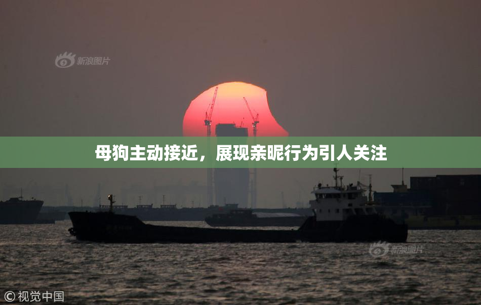 母狗主动接近，展现亲昵行为引人关注