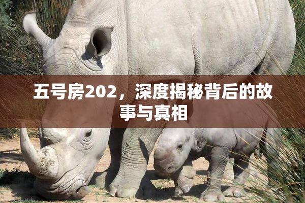 五号房202，深度揭秘背后的故事与真相