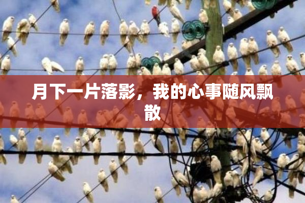 月下一片落影，我的心事随风飘散