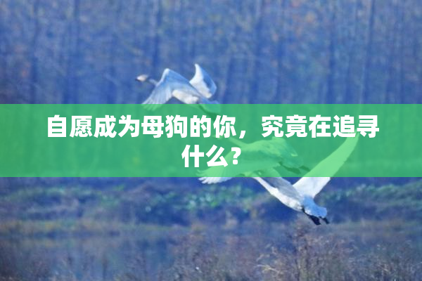 自愿成为母狗的你，究竟在追寻什么？