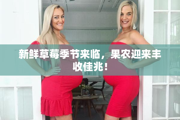 新鲜草莓季节来临，果农迎来丰收佳兆！