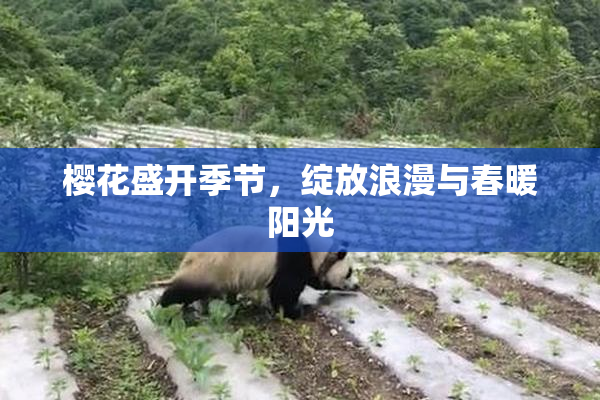 樱花盛开季节，绽放浪漫与春暖阳光