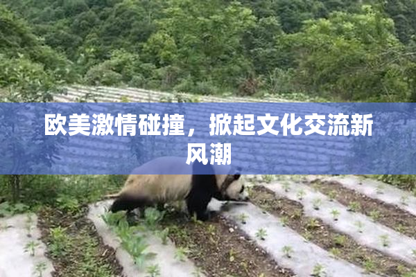 欧美激情碰撞，掀起文化交流新风潮