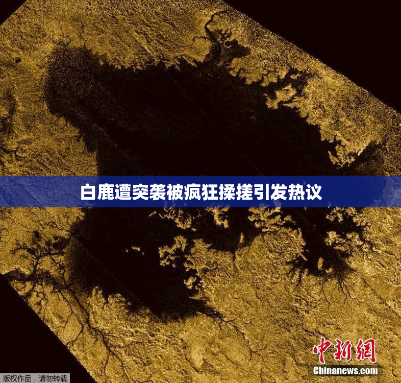 白鹿遭突袭被疯狂揉搓引发热议