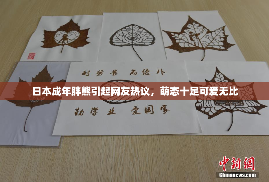 日本成年胖熊引起网友热议，萌态十足可爱无比