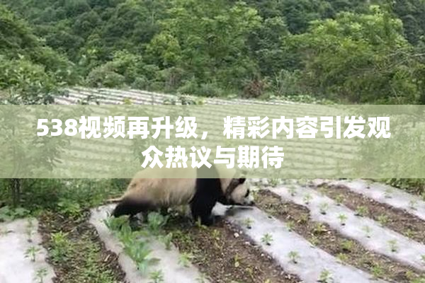 538视频再升级，精彩内容引发观众热议与期待