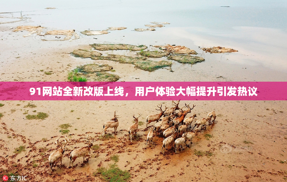 91网站全新改版上线，用户体验大幅提升引发热议