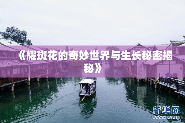 《耀斑花的奇妙世界与生长秘密揭秘》